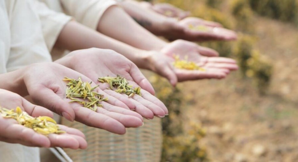 天台山黄茶是什么茶