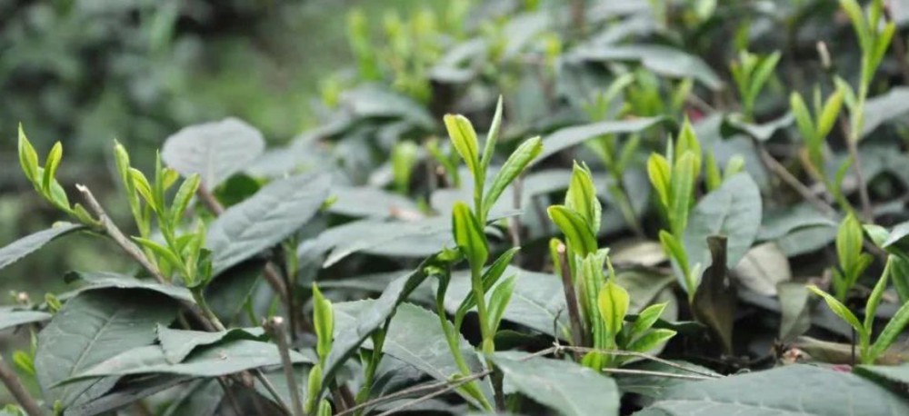 炒茶怎么炒制更香