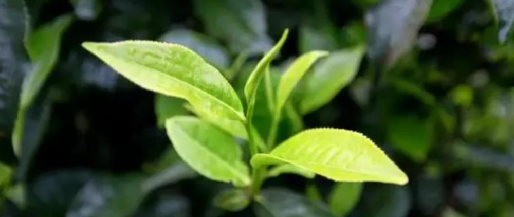 茶叶发酵是什么意思