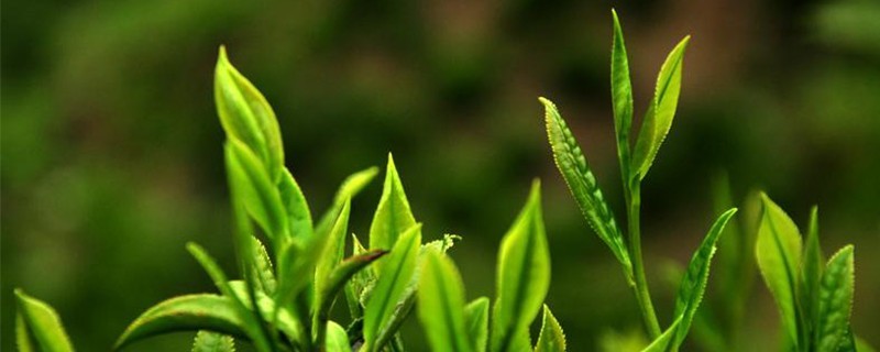 摘茶叶摘哪个部位
