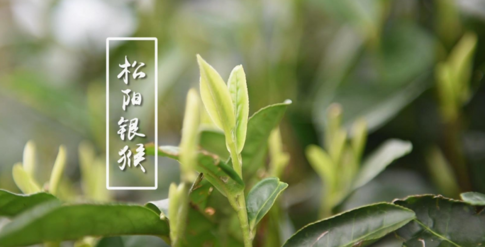 松阳白茶和安吉白茶的区别