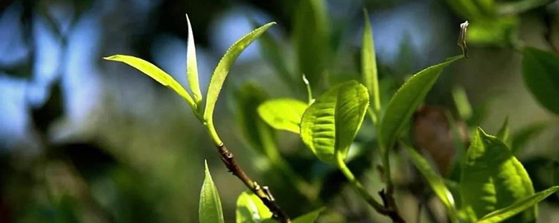 茶叶杀青温度是多少
