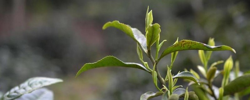 怎么识别明前茶