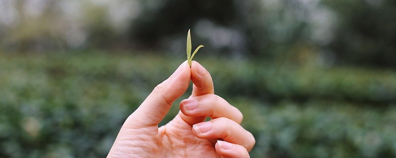 雨前茶是指雨水还是谷雨