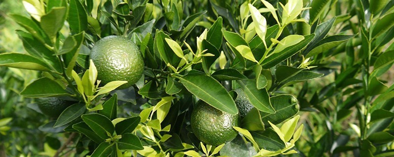 新会柑与广西柑的区别