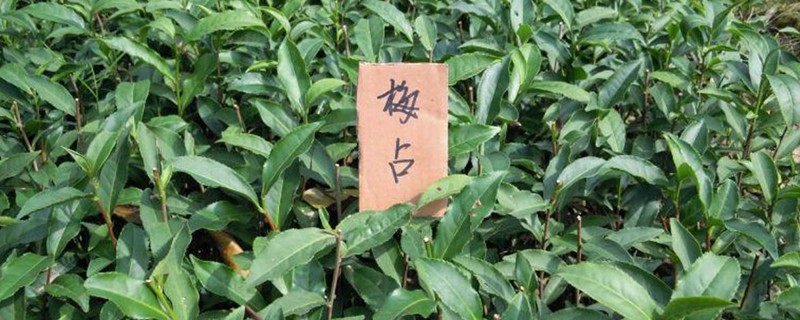 梅占的品种特征
