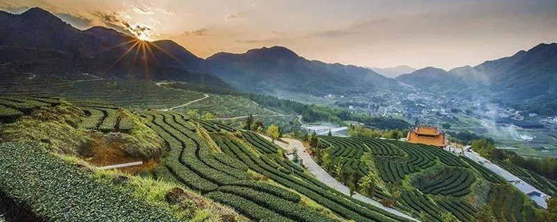 铁观音产地在哪个省