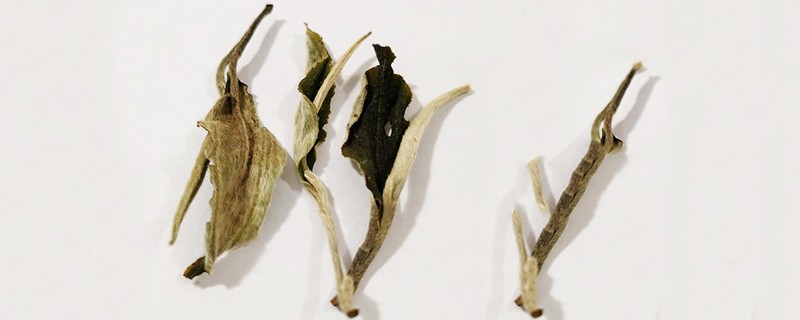 月光美人属于什么茶