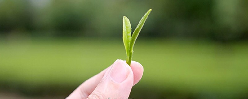 鸭屎香、狗牯脑、碧螺春，茶叶到底是如何被命名的