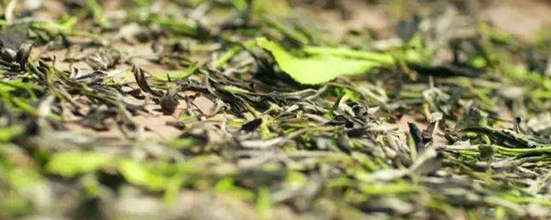 萎凋是什么茶的工艺