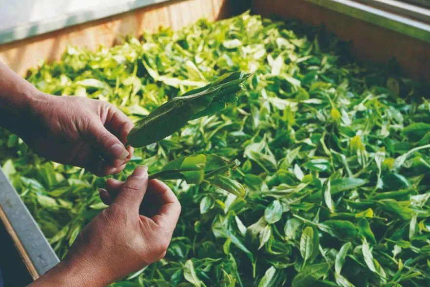 普洱茶杀青的温度和时间控制