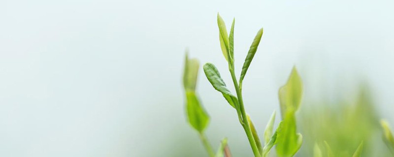 全国最大的茶叶交易市场