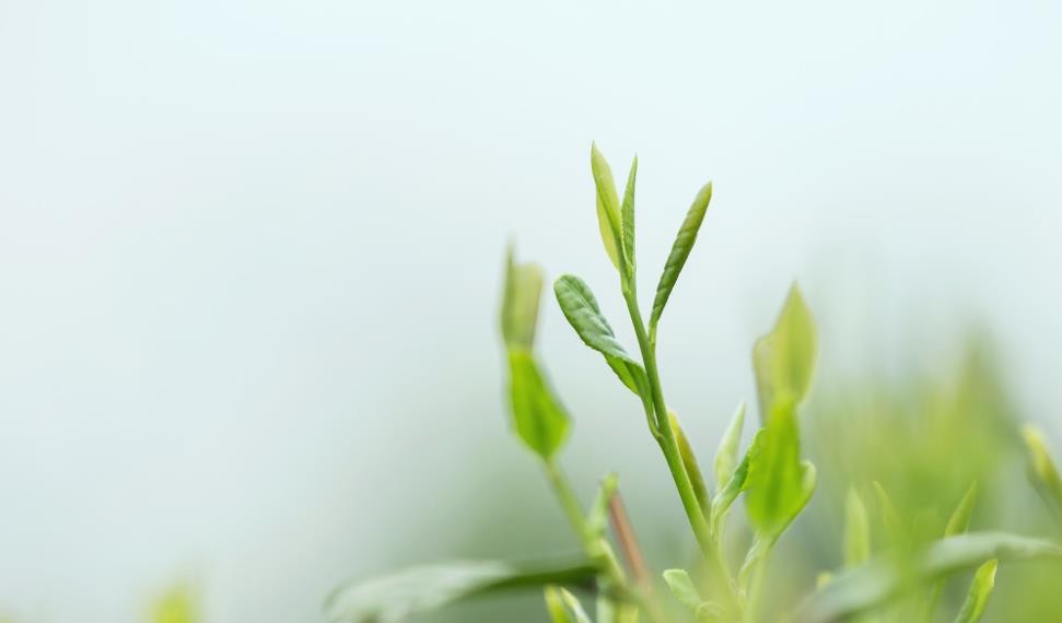 新的一年明前茶到了，五分钟读带你读懂明前茶