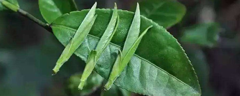 明前茶和明后茶有什么区别