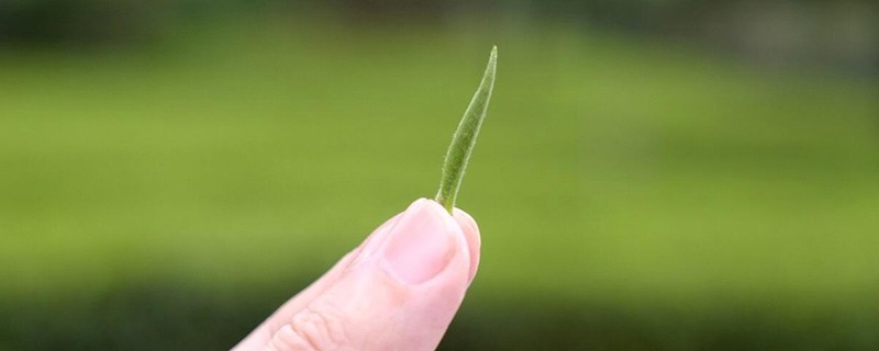 明前茶是什么时候采摘