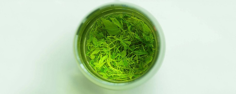 绞股蓝怎么泡水喝