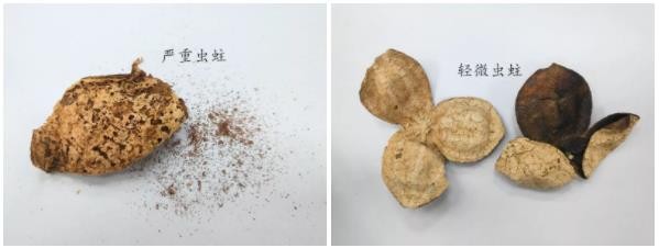 陈皮长虫了怎么办?
