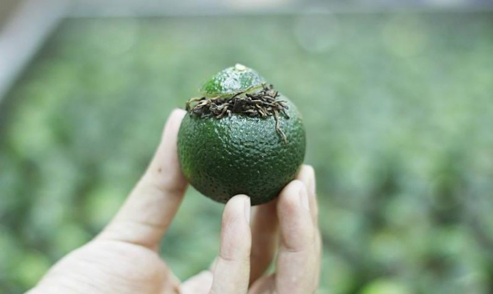 小青柑冲泡窍门，这么泡口感更好