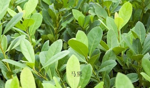马黛茶是什么植物做的,什么味道