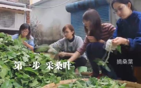桑叶茶的制作方法