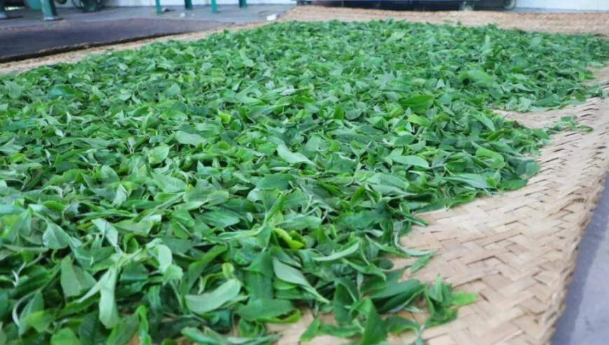 茶叶的走水还阳是什么意思