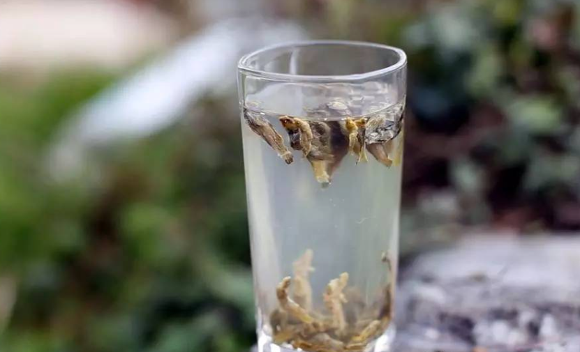 琴鱼茶是什么