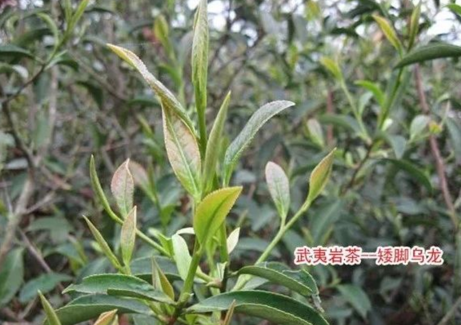 矮脚乌龙是什么茶