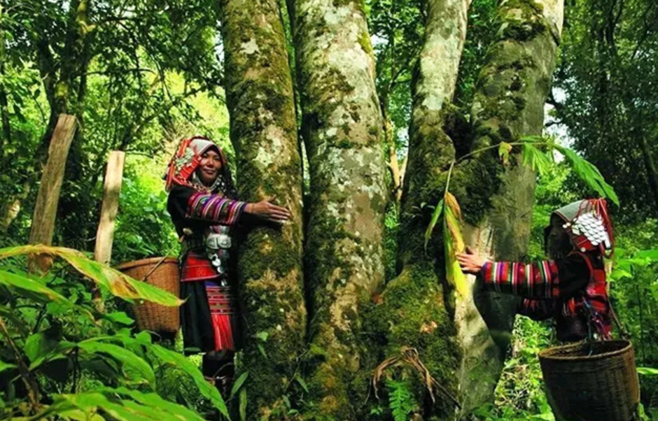 细说巴达山古树茶王，1700多年树龄实为罕见