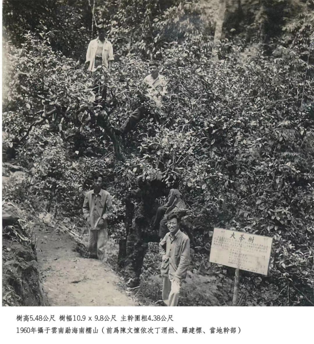 关于三棵“茶树王”背后的故事